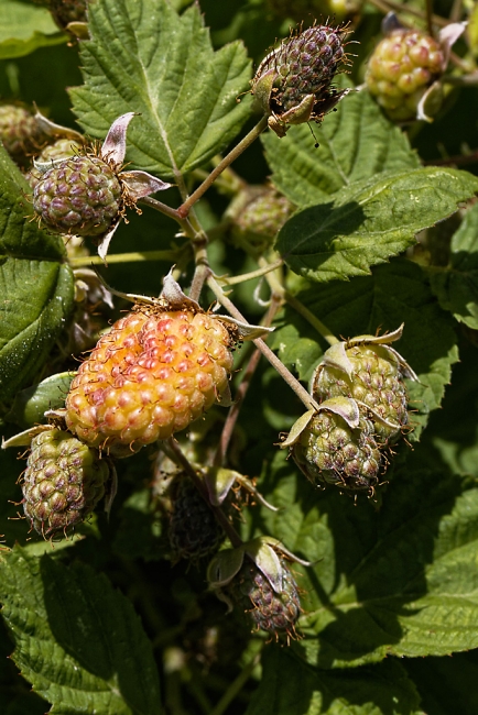Jardin Botanique de la Bastide-024